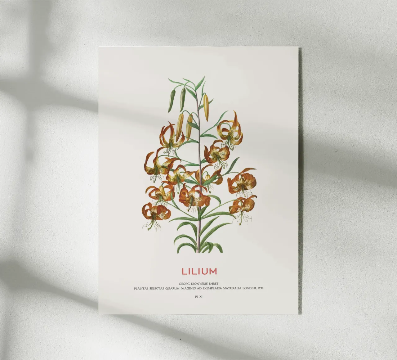 Lelie acryl van Vintagrafica