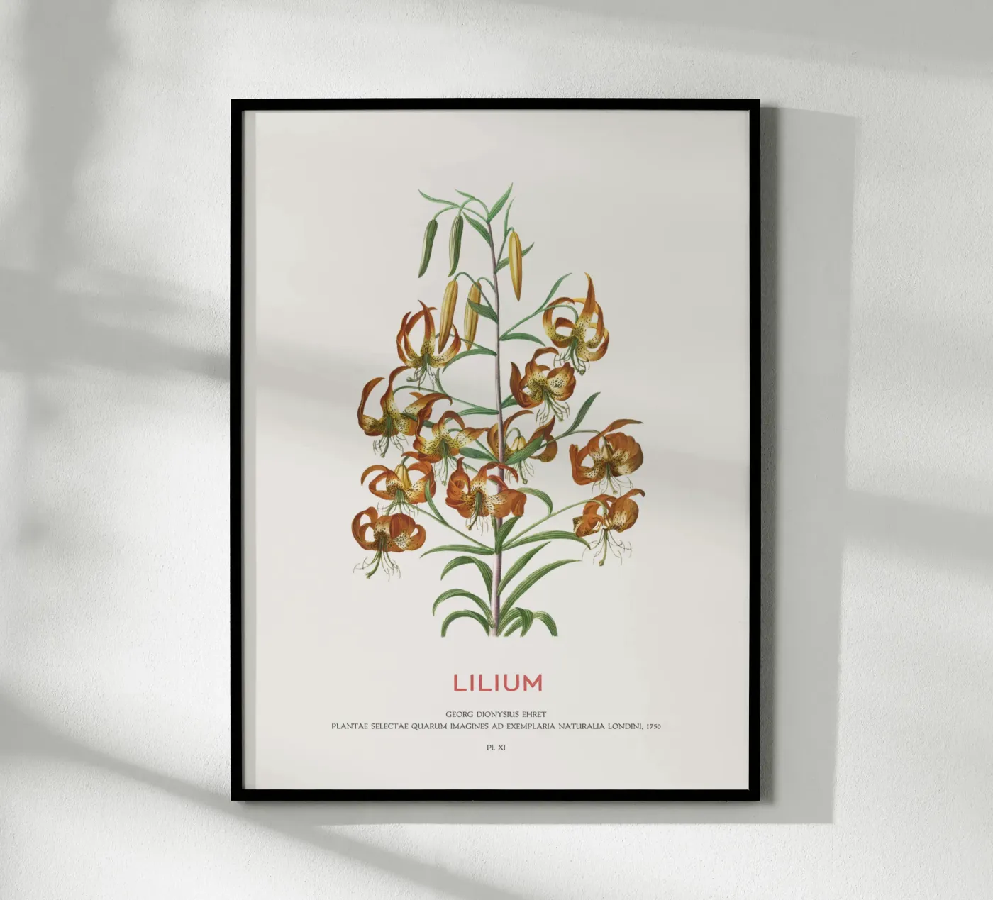Lilium poster by Vintagrafica
