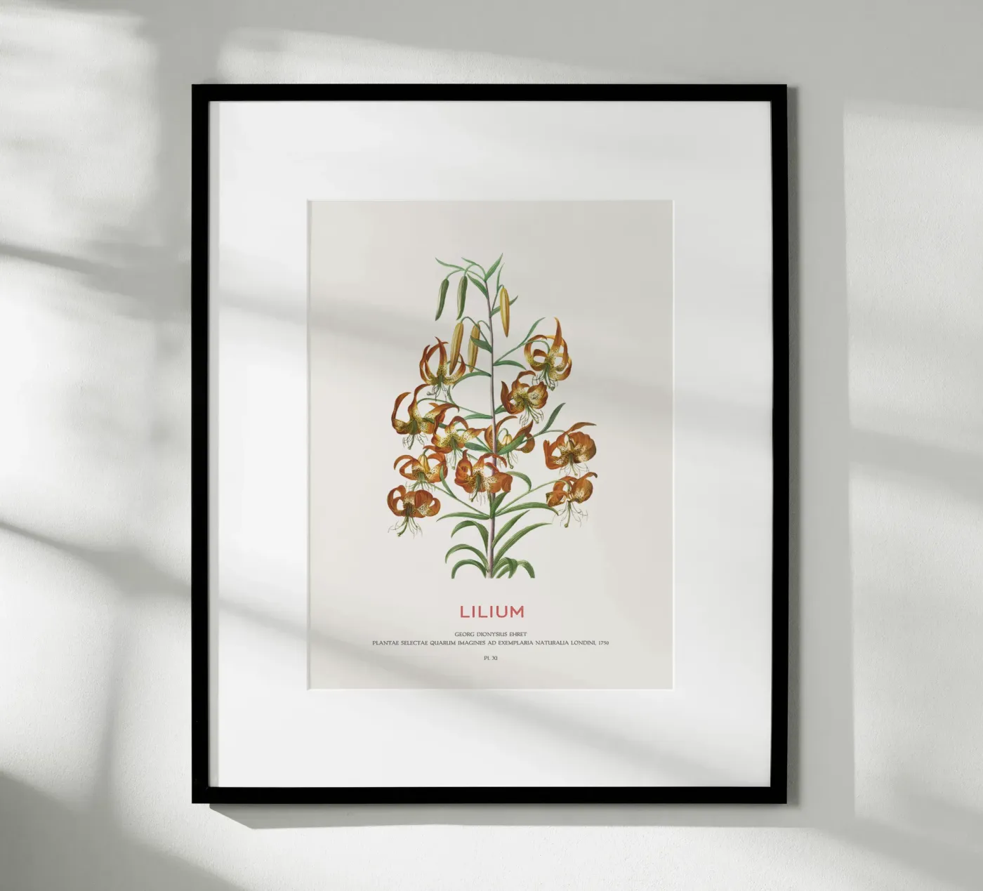 Lilium poster by Vintagrafica