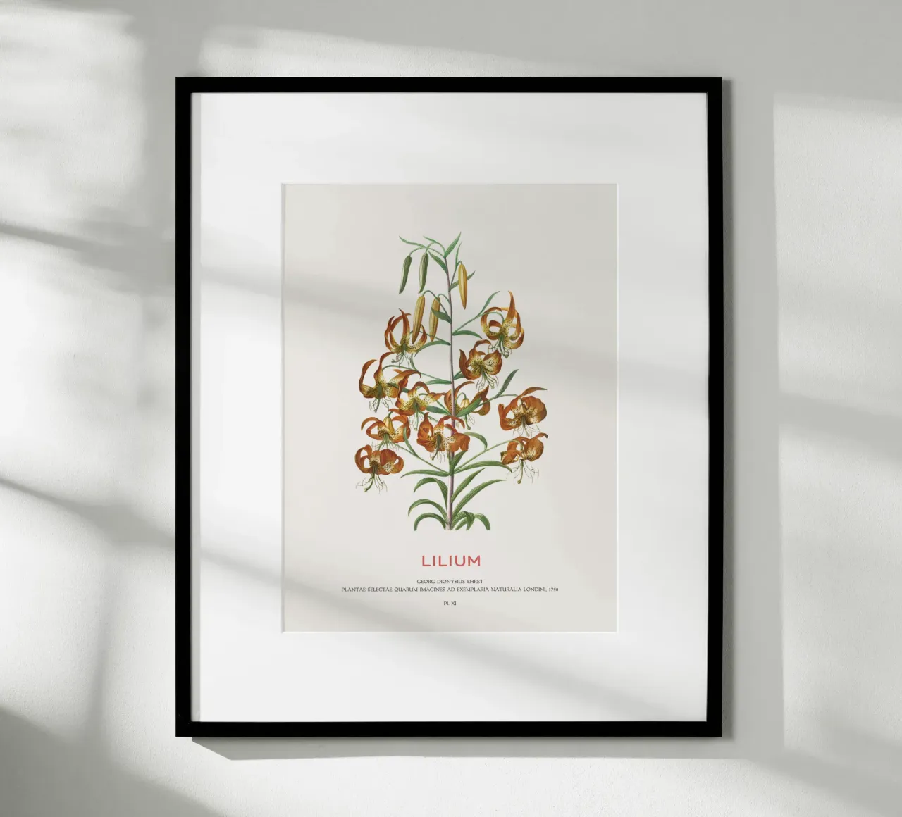 Lilium poster da Vintagrafica