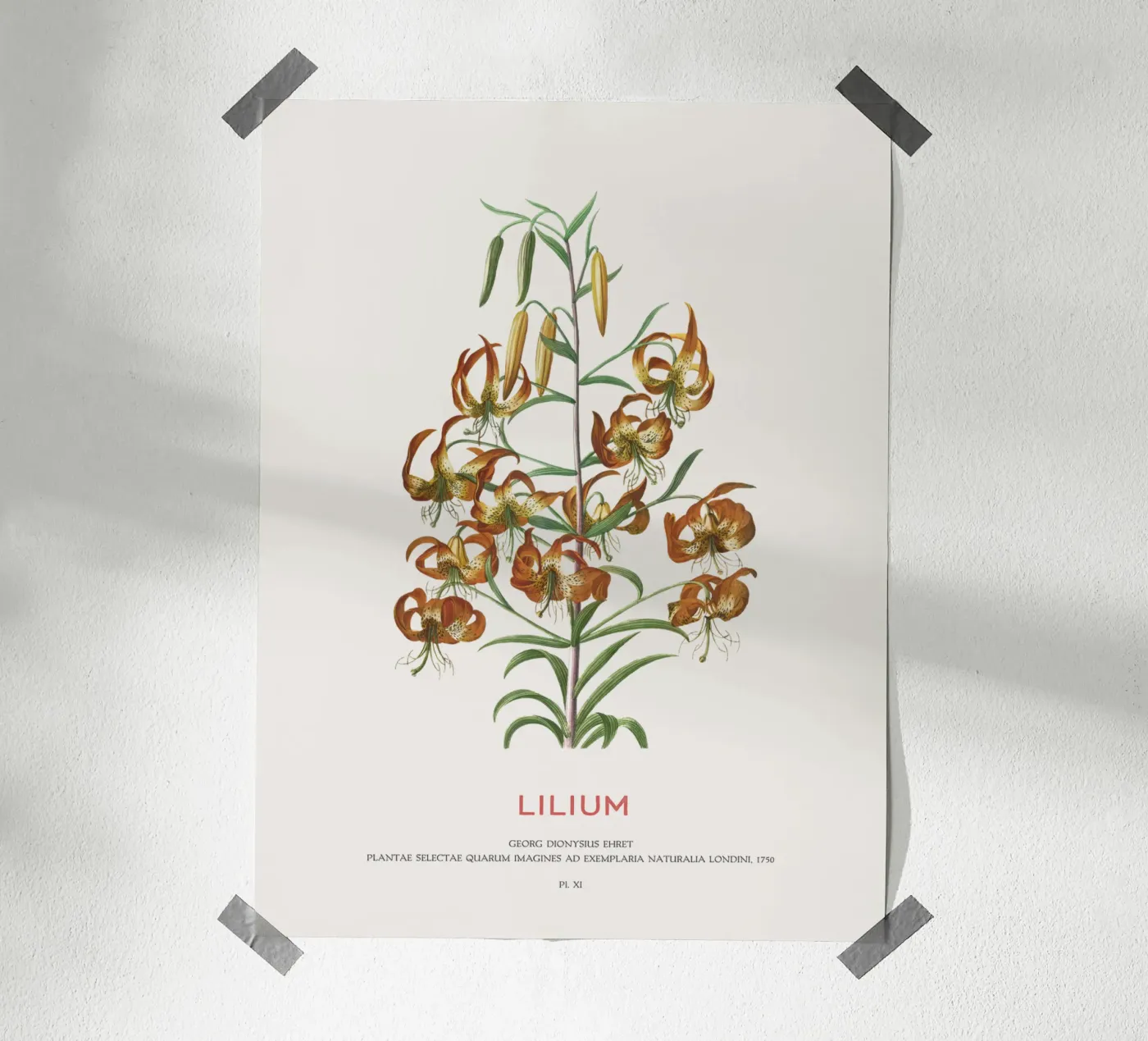 Lilium poster by Vintagrafica