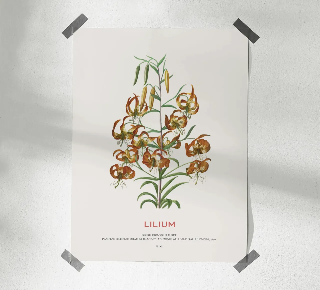 Lilium poster da Vintagrafica