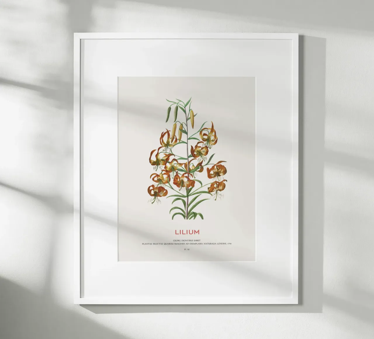 Lilium poster da Vintagrafica