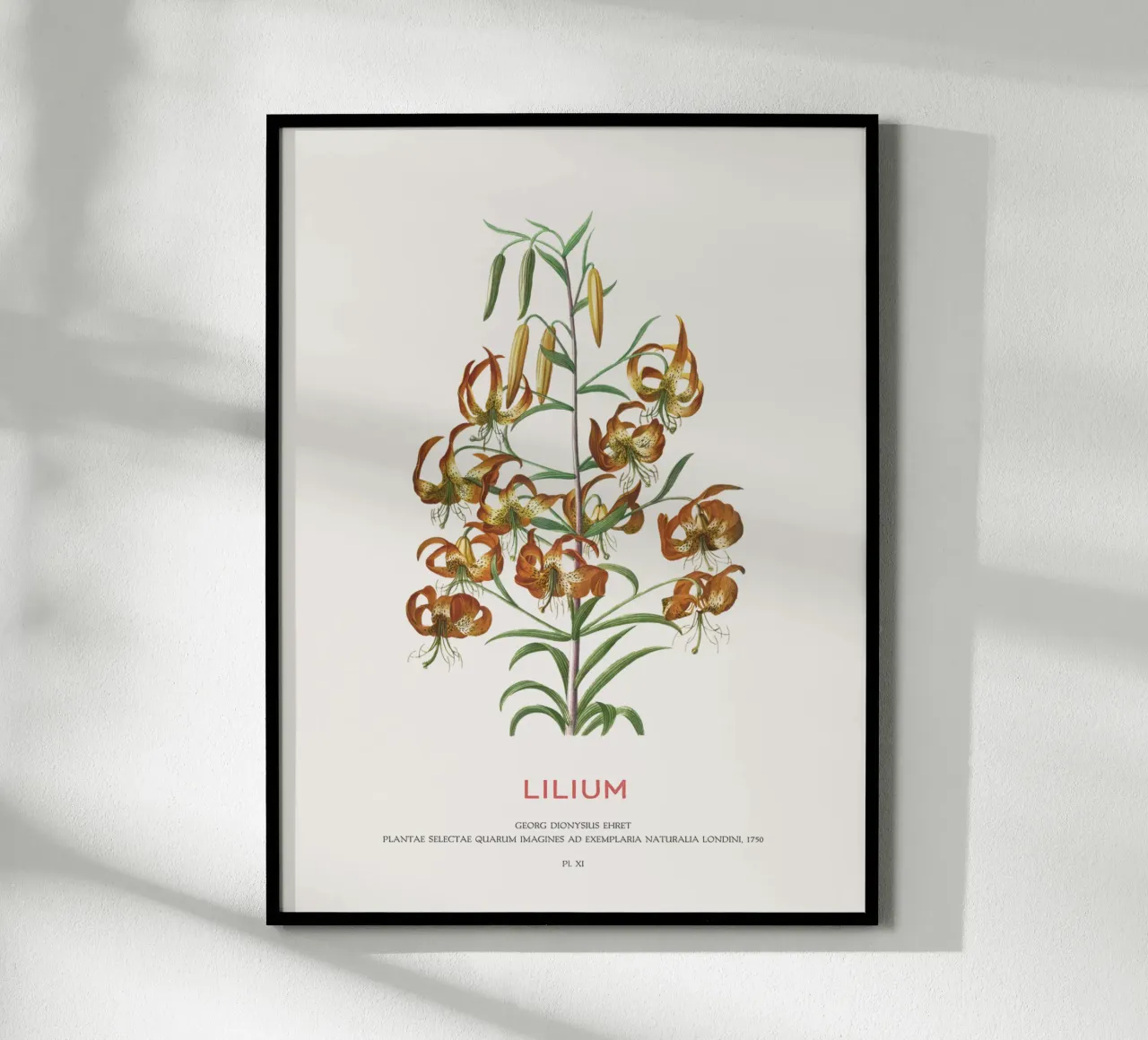 Lilium poster da Vintagrafica