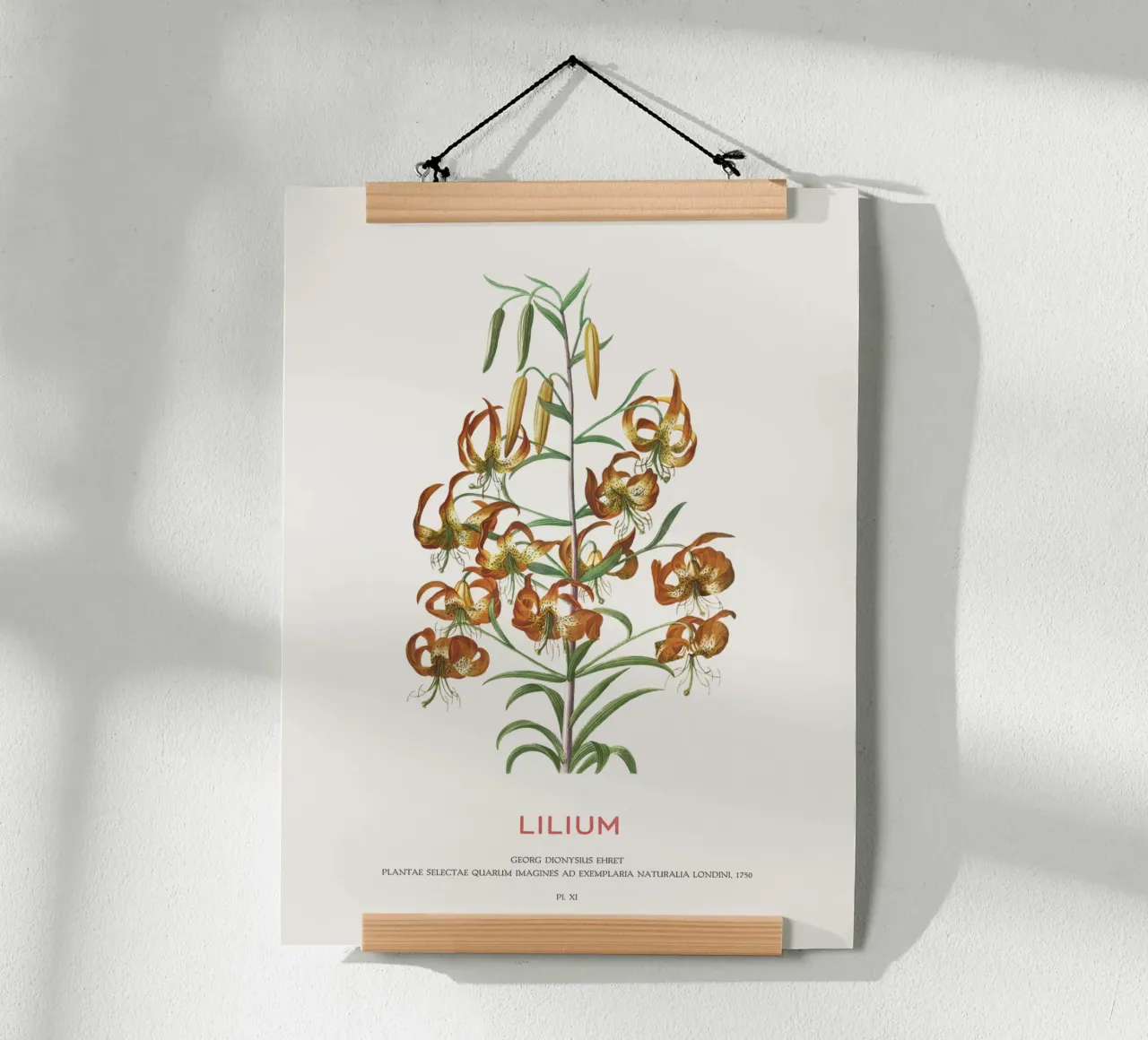 Lilium poster da Vintagrafica