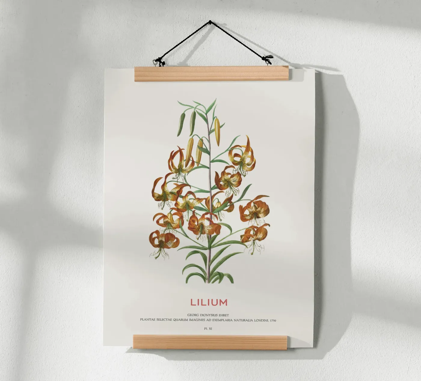 Lilium poster by Vintagrafica
