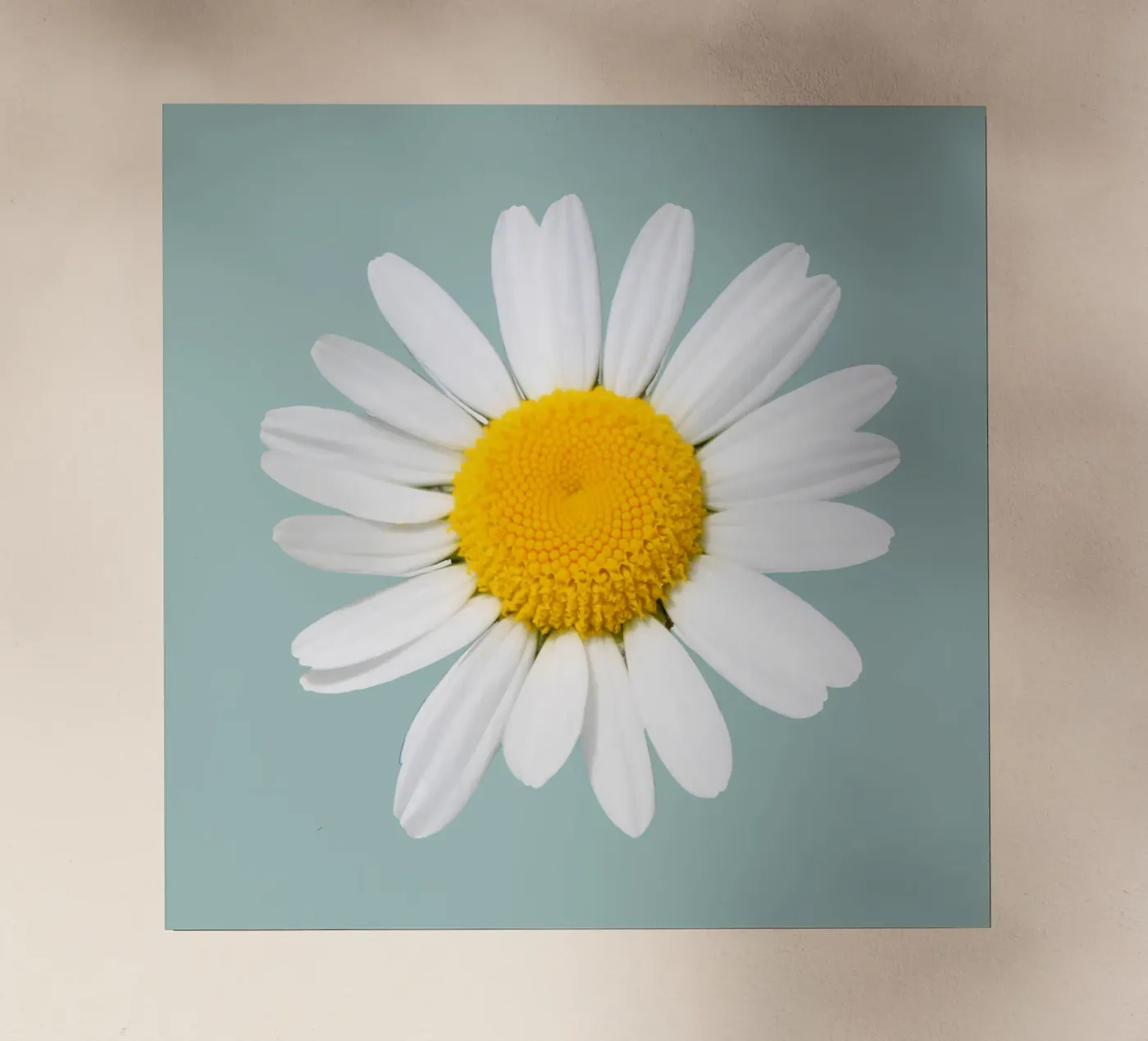 Daisy pellicola backlit da BwiseLizzy