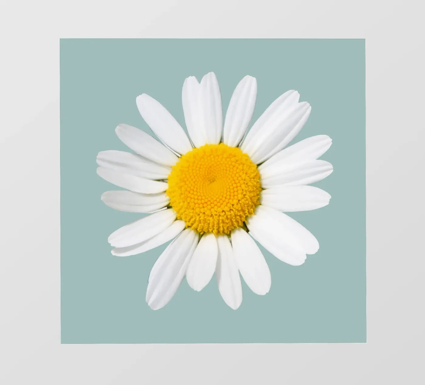 Daisy pellicola backlit da BwiseLizzy