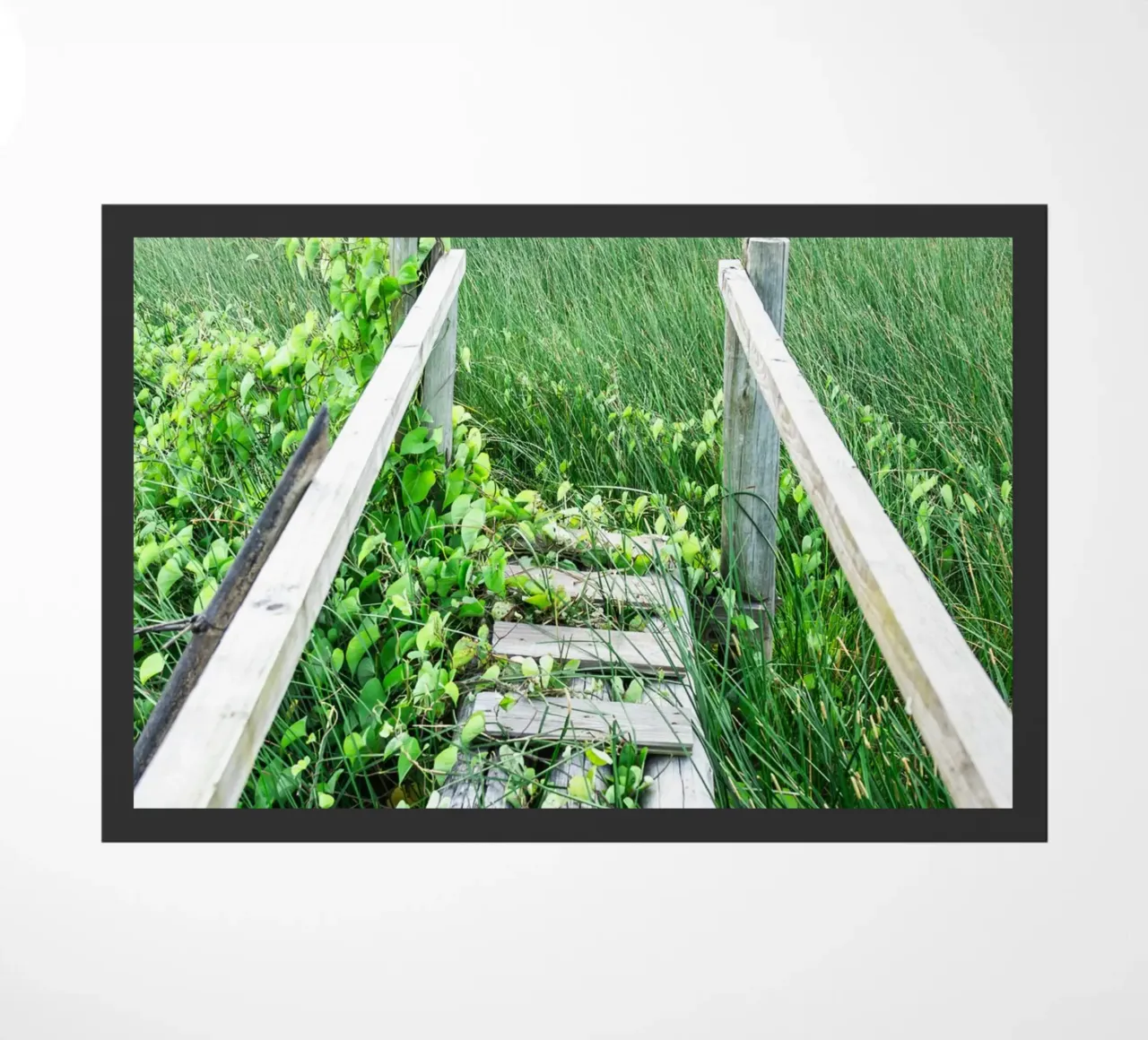 Verde #1 zerbino da rafael campezato