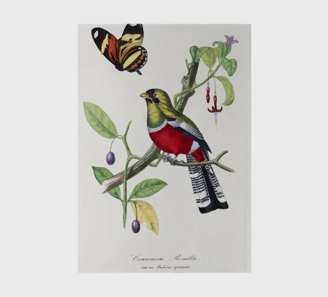 Paul Gervais - Crimson Rosella Vogel notebook by Old Masters