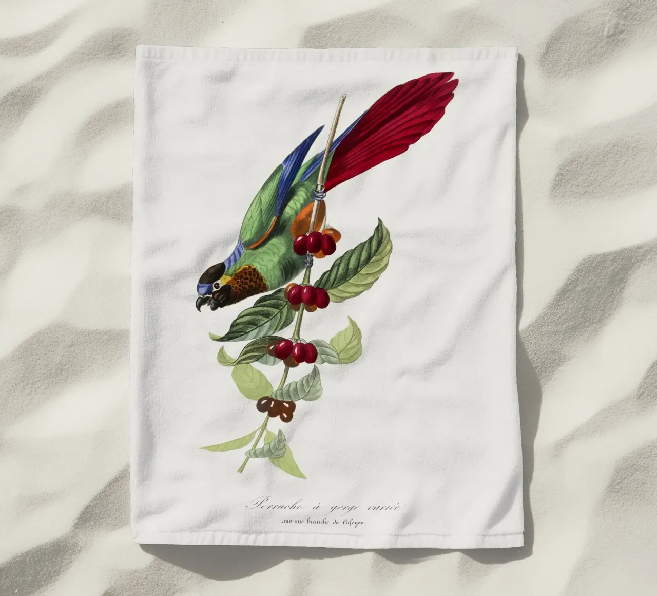 Paul Gervais - Parakeet Vogel telo mare da Old Masters