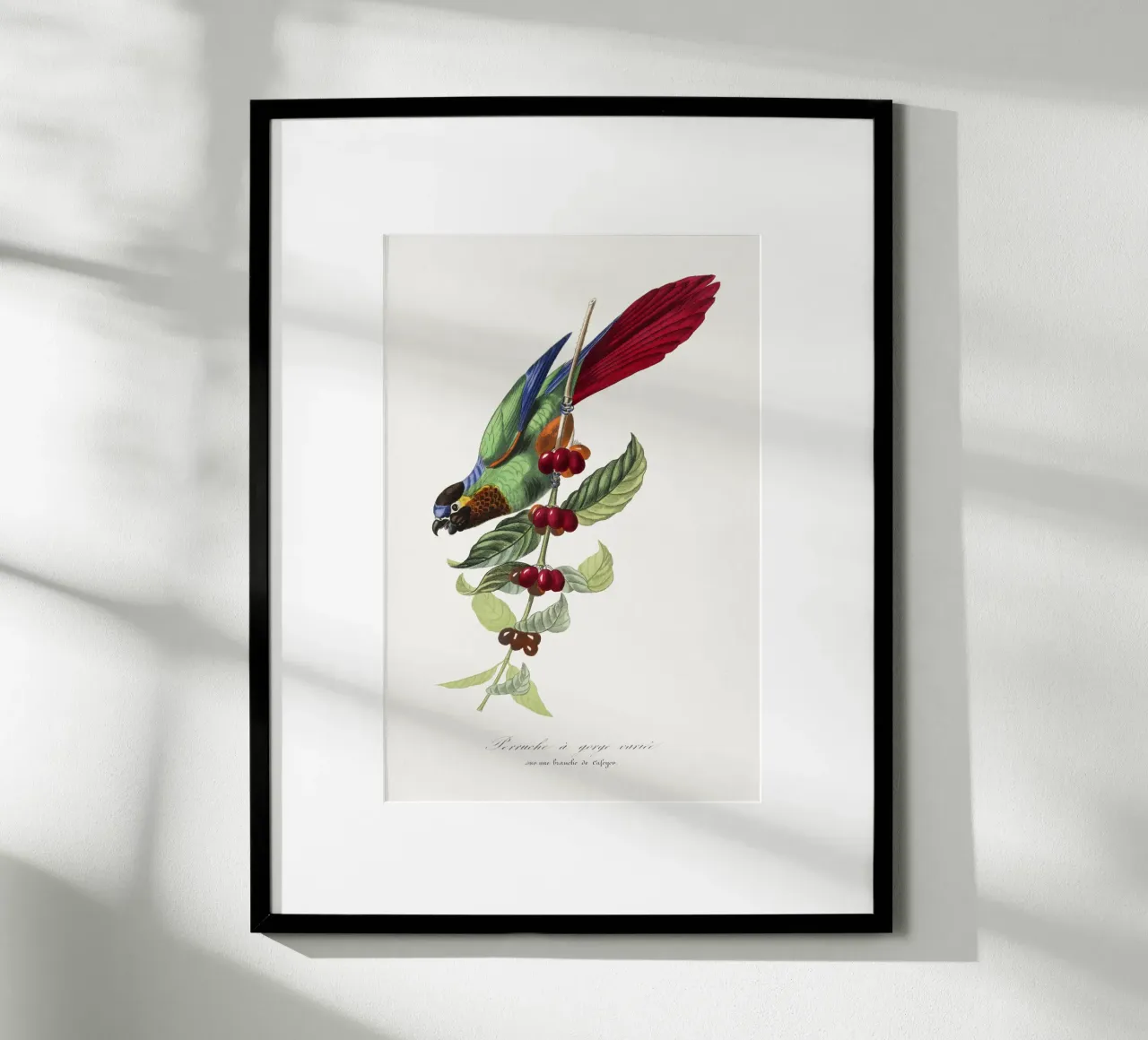Paul Gervais - Parakeet Vogel poster con telaio in legno da Old Masters