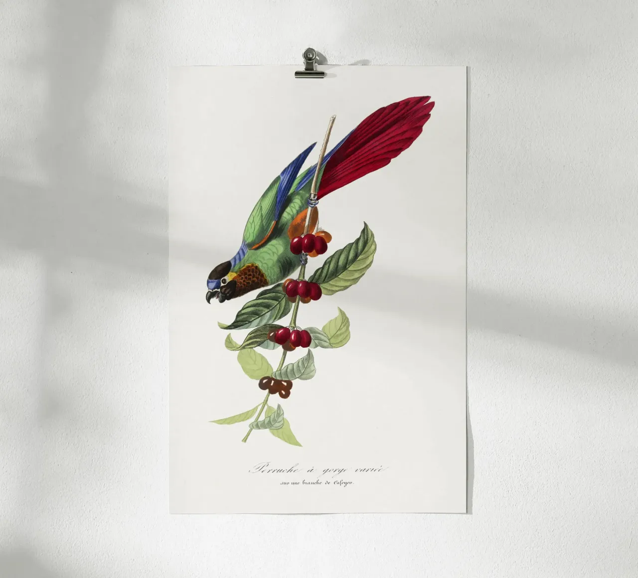 Paul Gervais - Parakeet Vogel poster con telaio in legno da Old Masters
