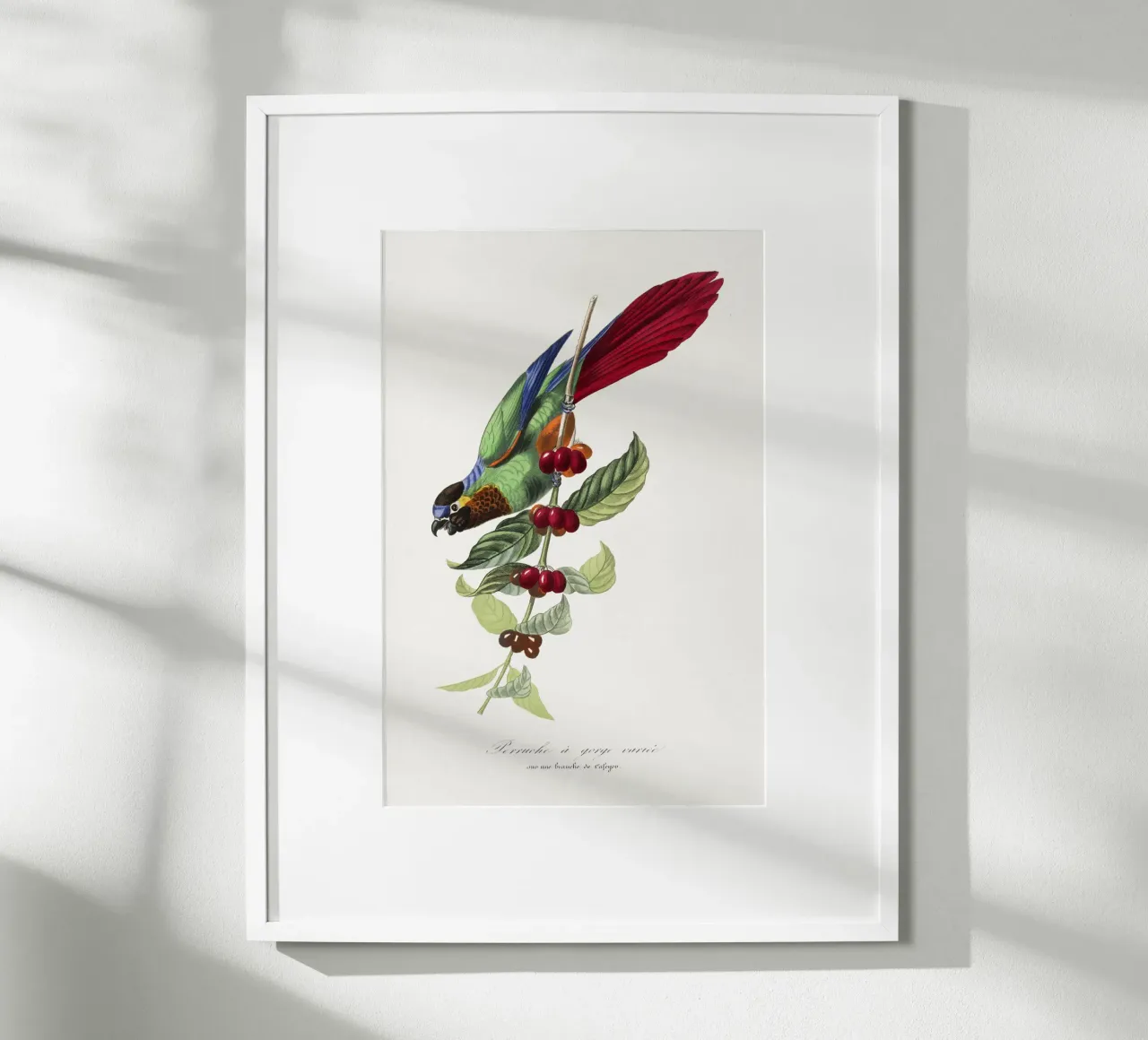 Paul Gervais - Parakeet Vogel poster con telaio in legno da Old Masters