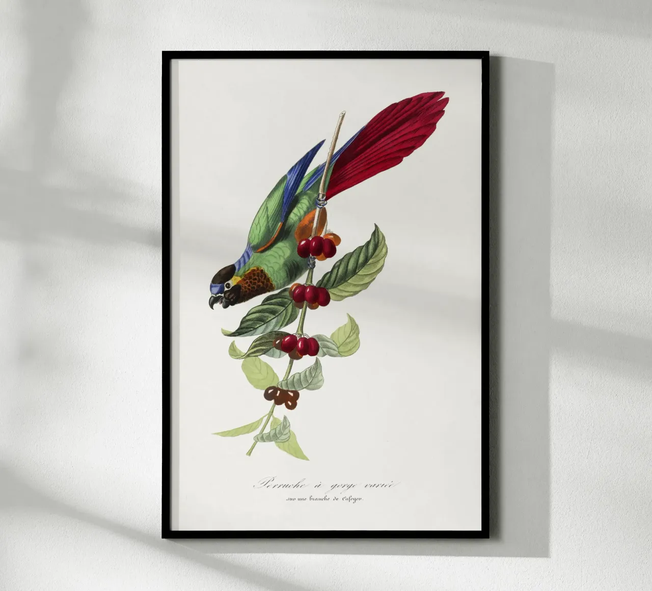 Paul Gervais - Parakeet Vogel poster con telaio in legno da Old Masters