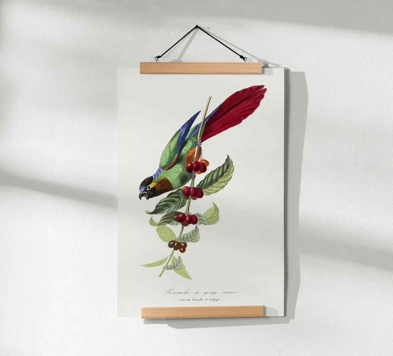 Paul Gervais - Parakeet Vogel poster con telaio in legno da Old Masters