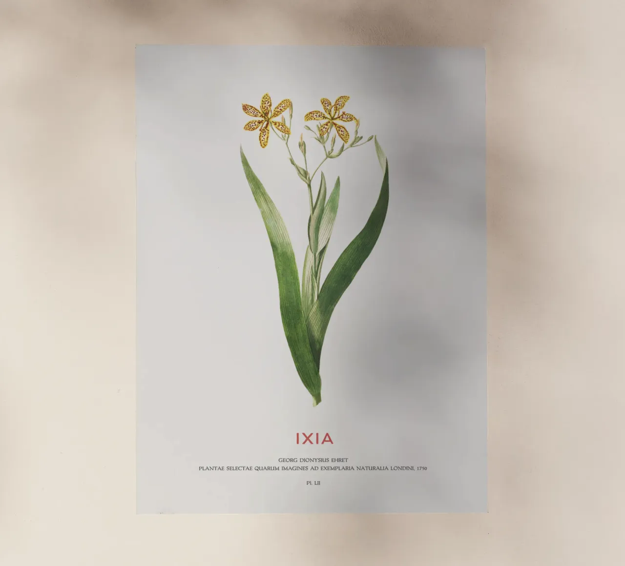 Ixia o Giglio di mais pellicola backlit da Vintagrafica