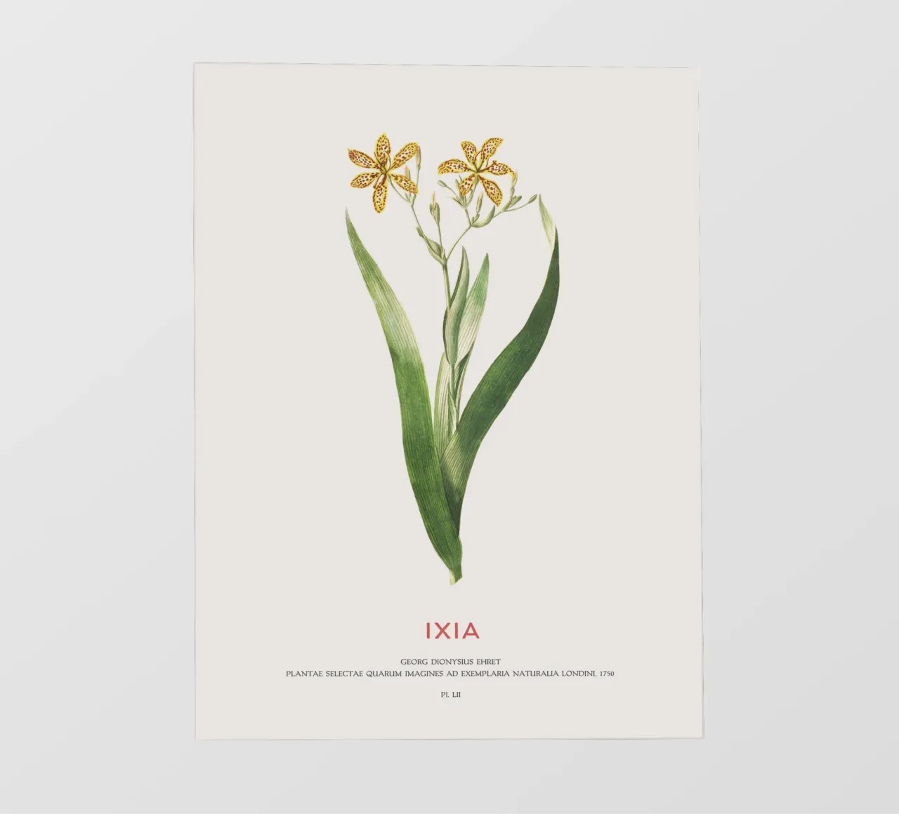 Ixia o Giglio di mais pellicola backlit da Vintagrafica