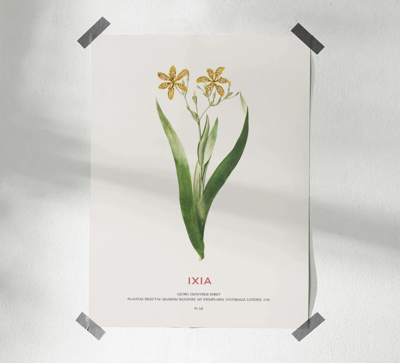 Ixia oder Maislilie Hahnemühle von Vintagrafica