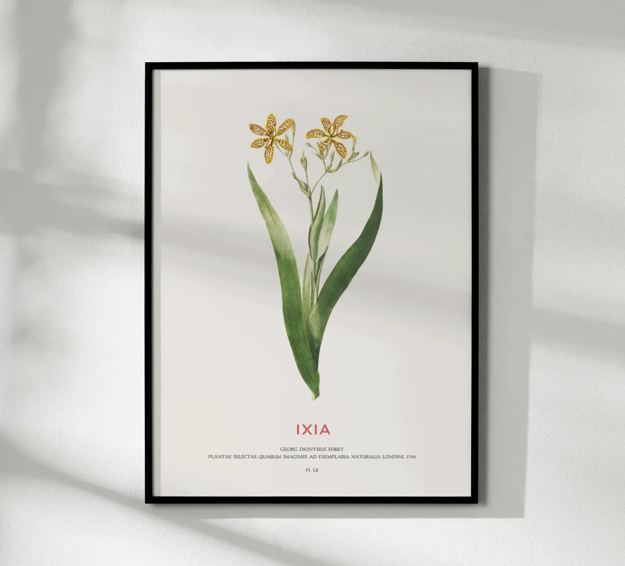 Ixia oder Maislilie Hahnemühle von Vintagrafica