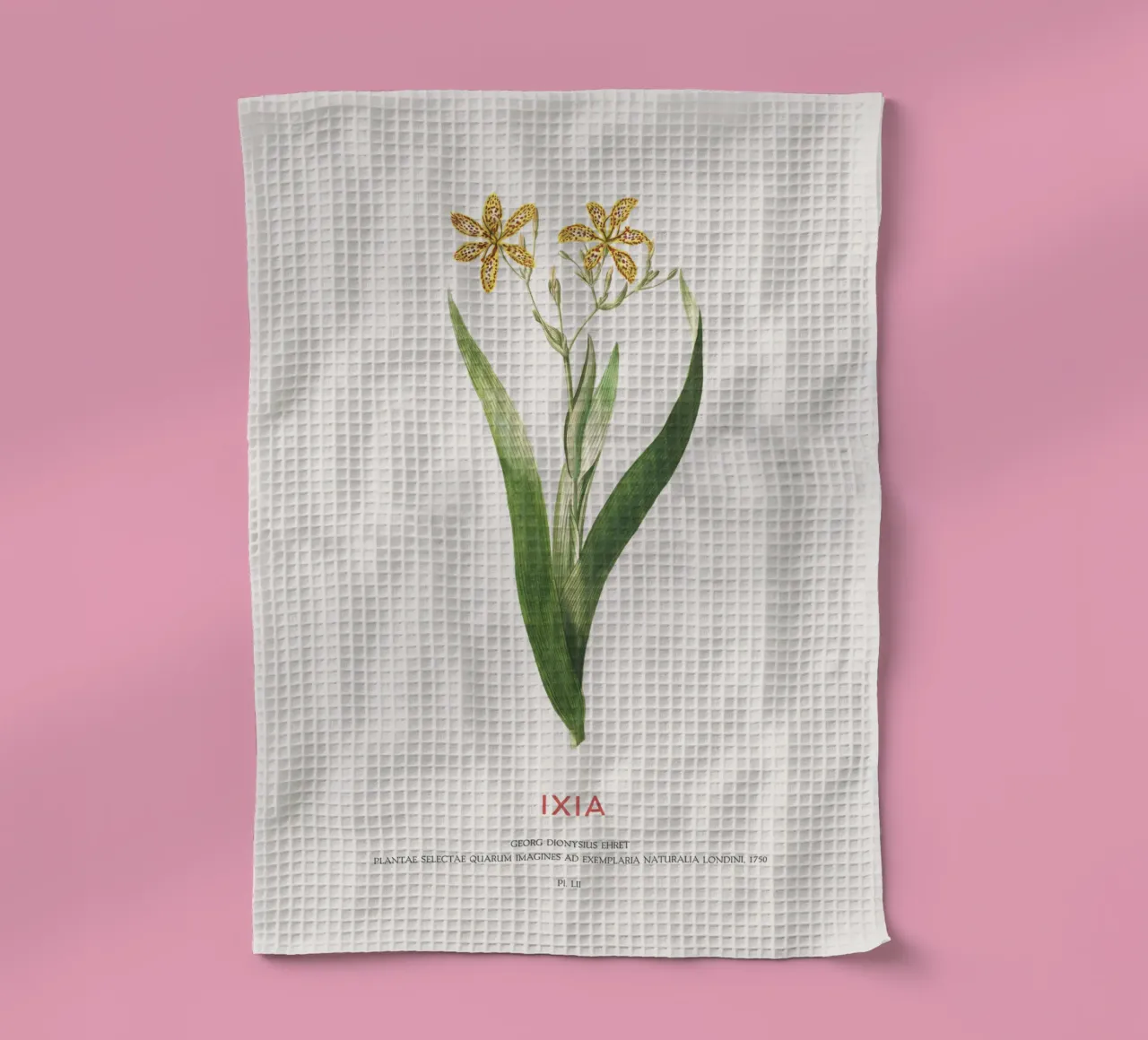 Ixia oder Maislilie Geschirrtuch von Vintagrafica