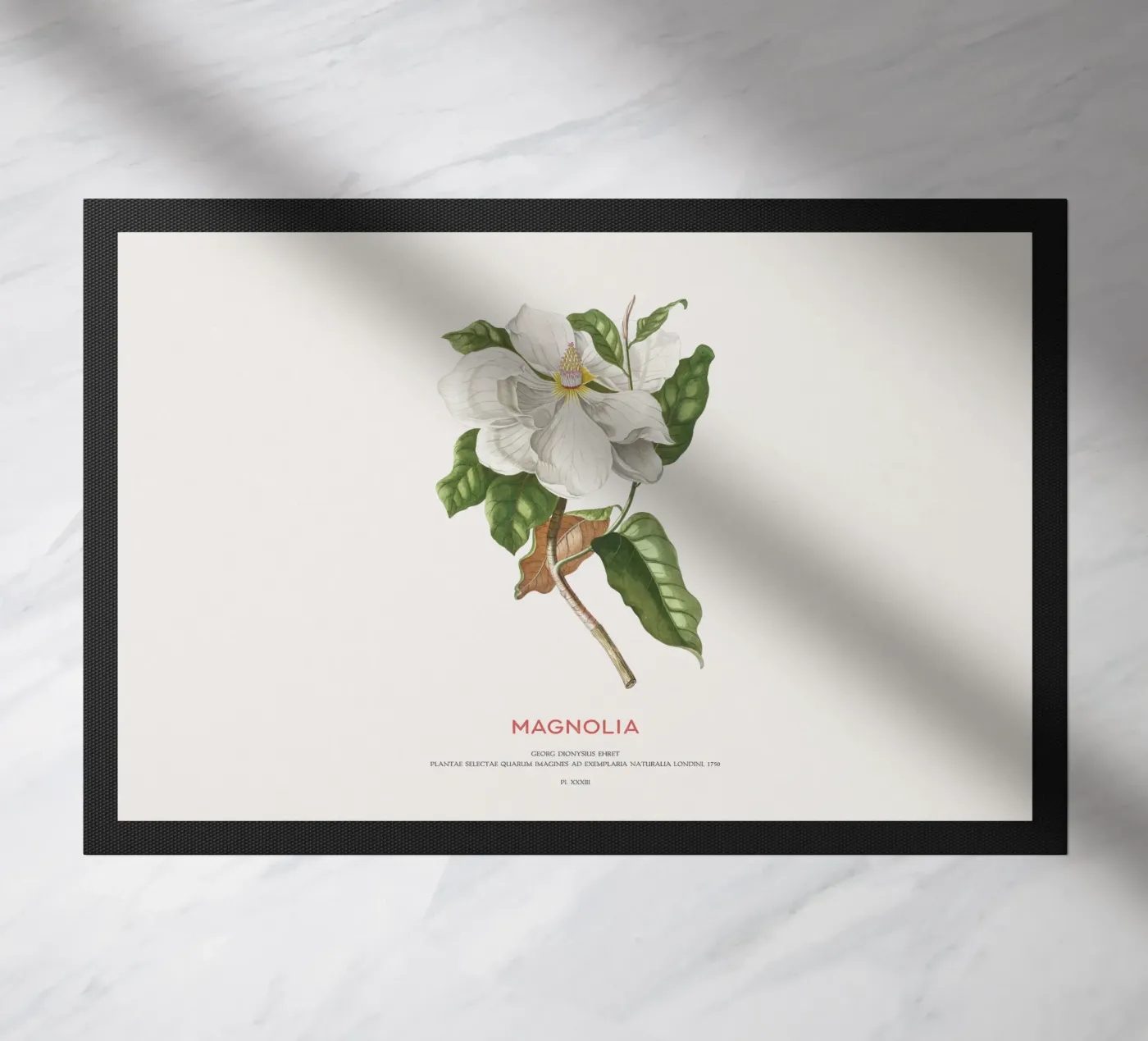 Magnolia zerbino da Vintagrafica