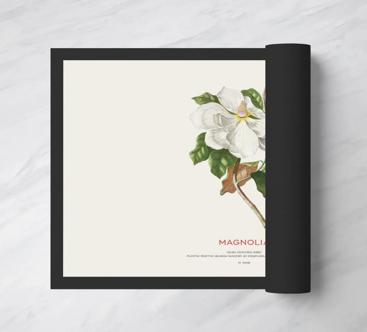 Magnolia zerbino da Vintagrafica