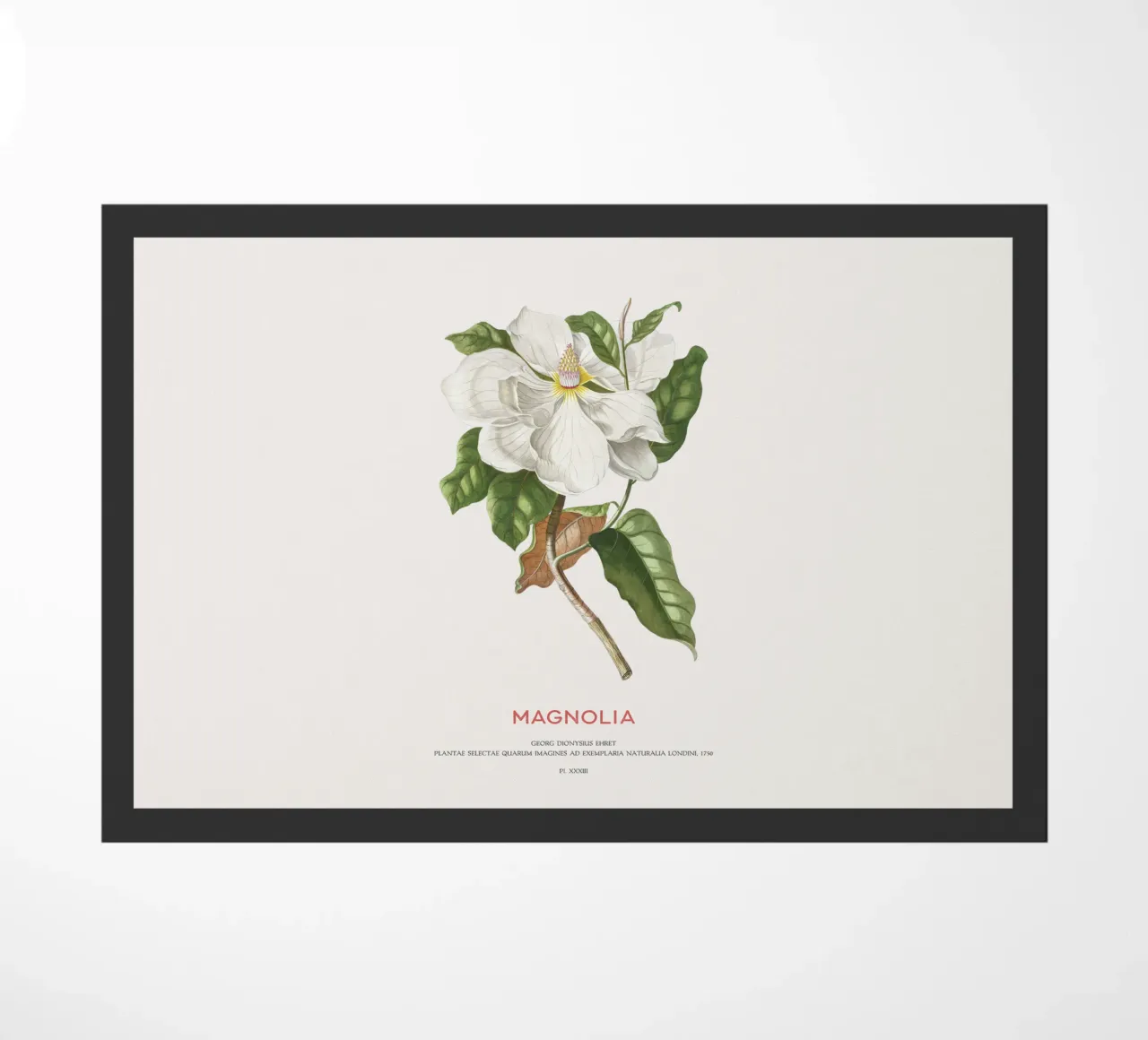 Magnolia zerbino da Vintagrafica
