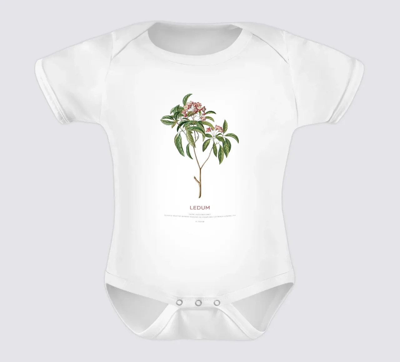 Ledum-Blüten oder Labrador-Tee Kurzarm Babybody von Vintagrafica