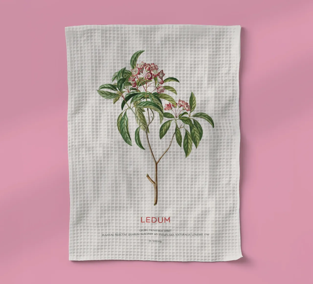 Ledum-Blüten oder Labrador-Tee Geschirrtuch von Vintagrafica