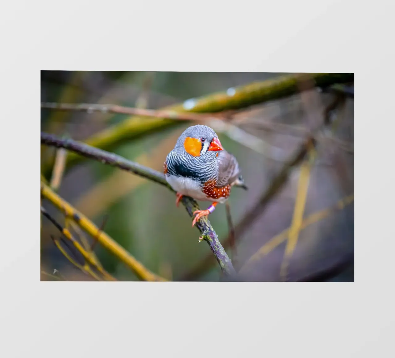 Zebra finch sitting on a branch photo wallpaper by Marcus Beckert | Fotografie