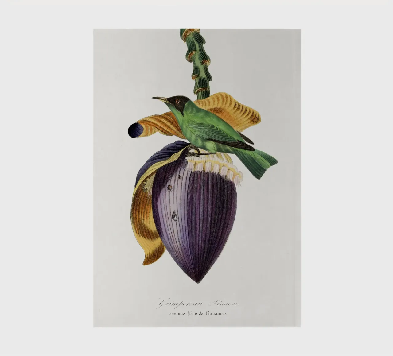 Paul Gervais - Treecreeper notebook by Old Masters