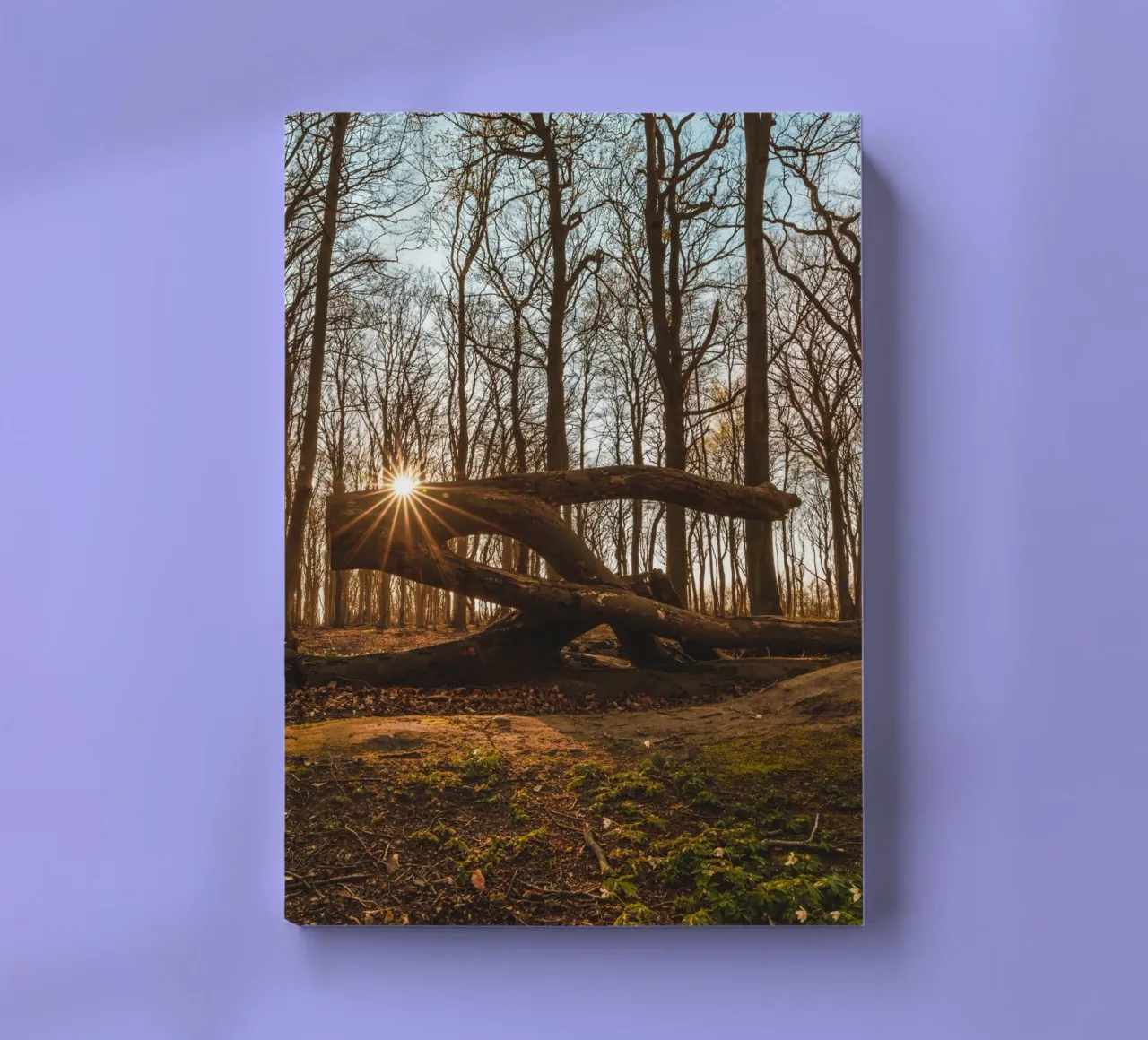 Sun star in the ghostly forest of the Baltic Sea notebook by Marcus Beckert | Fotografie