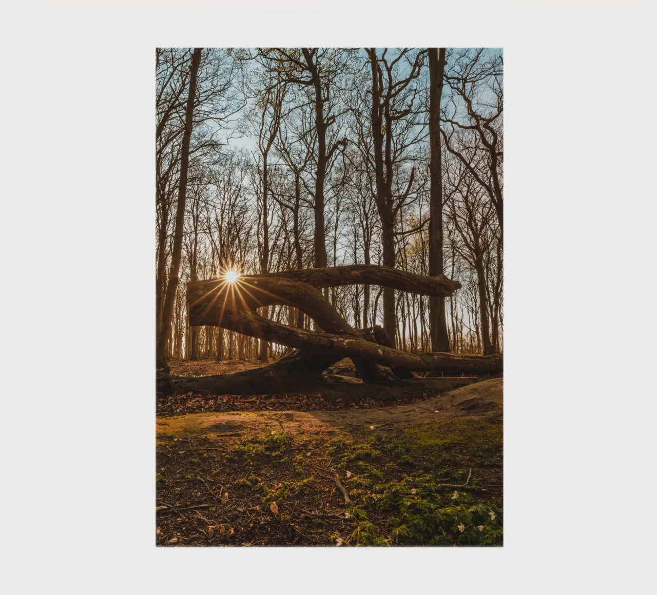 Sun star in the ghostly forest of the Baltic Sea notebook by Marcus Beckert | Fotografie