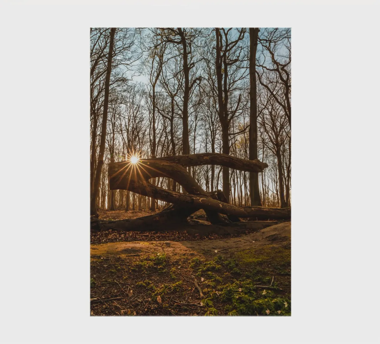 Sun star in the ghostly forest of the Baltic Sea notebook by Marcus Beckert | Fotografie