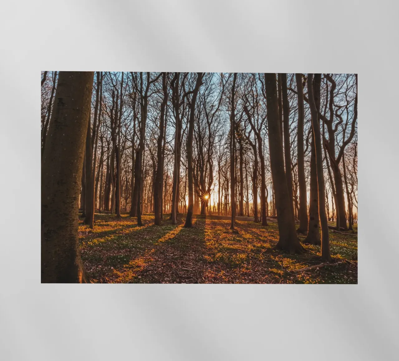 Zonnester in het spookbos aan de Oostzee backlit folie van Marcus Beckert | Fotografie