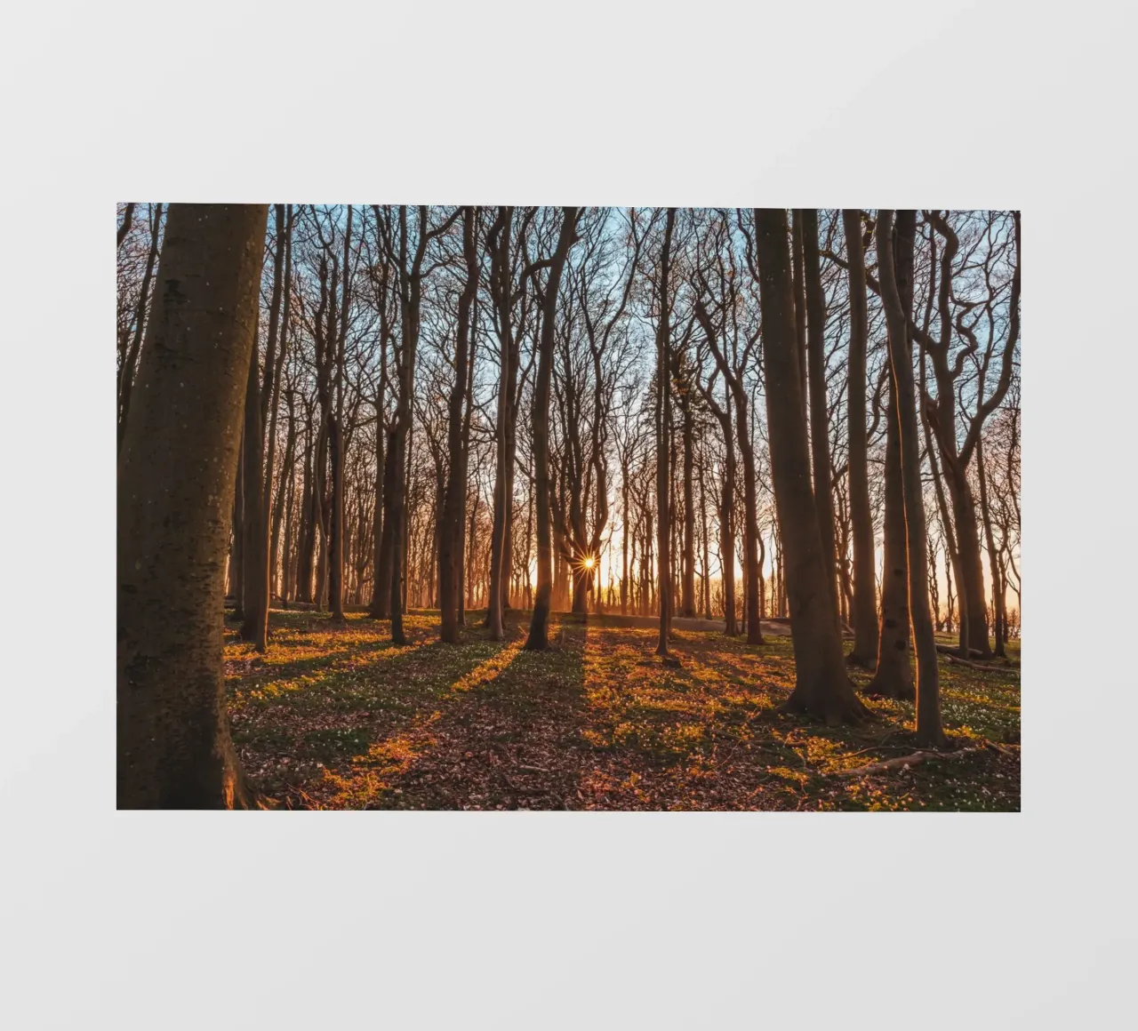 Sun star in the ghostly forest on the Baltic Sea photo wallpaper by Marcus Beckert | Fotografie