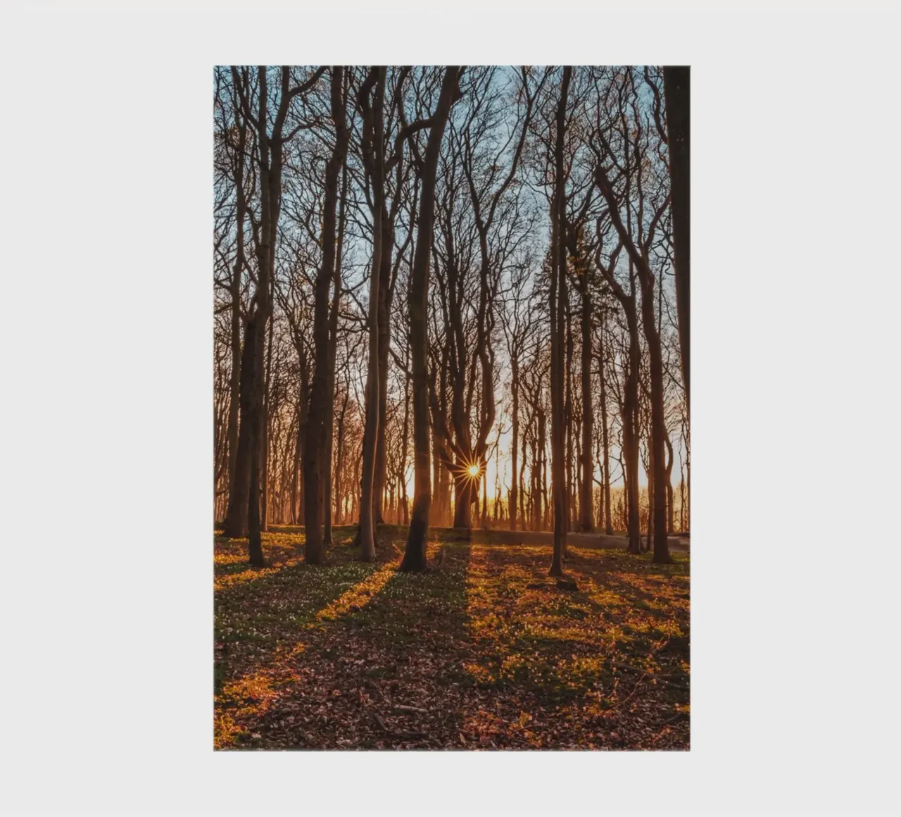 Sun star in the ghostly forest on the Baltic Sea notebook by Marcus Beckert | Fotografie