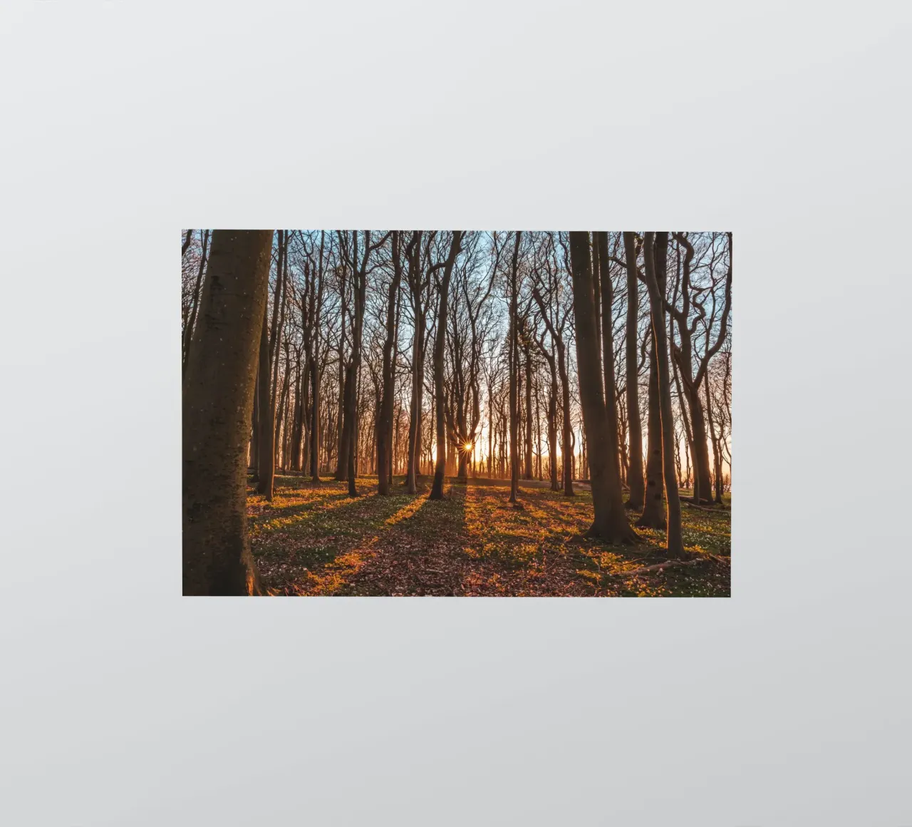 Sun star in the ghostly forest on the Baltic Sea sticker by Marcus Beckert | Fotografie