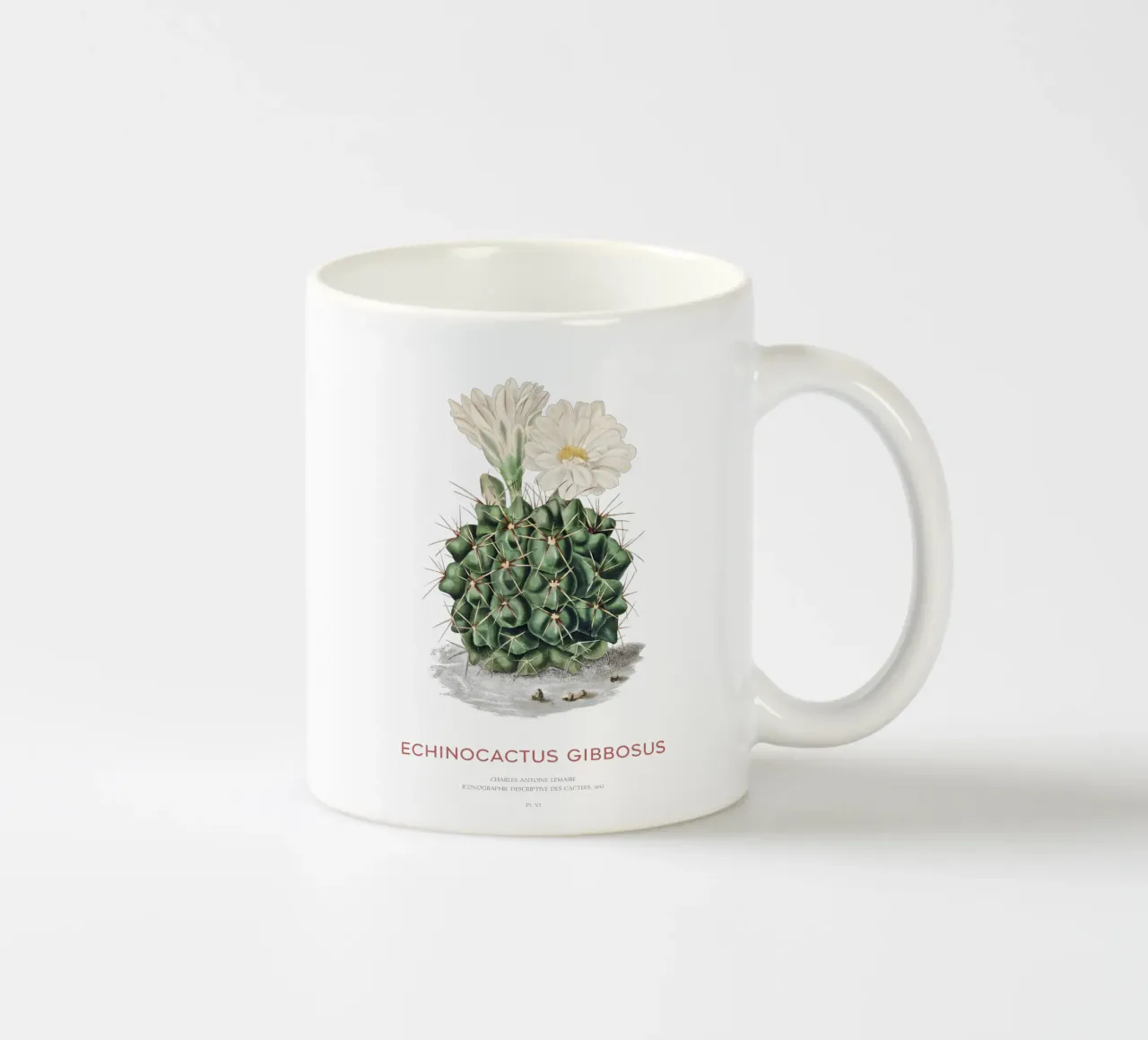 Cactus del mento o Echinocactus gibbosus tazza in ceramica da Vintagrafica