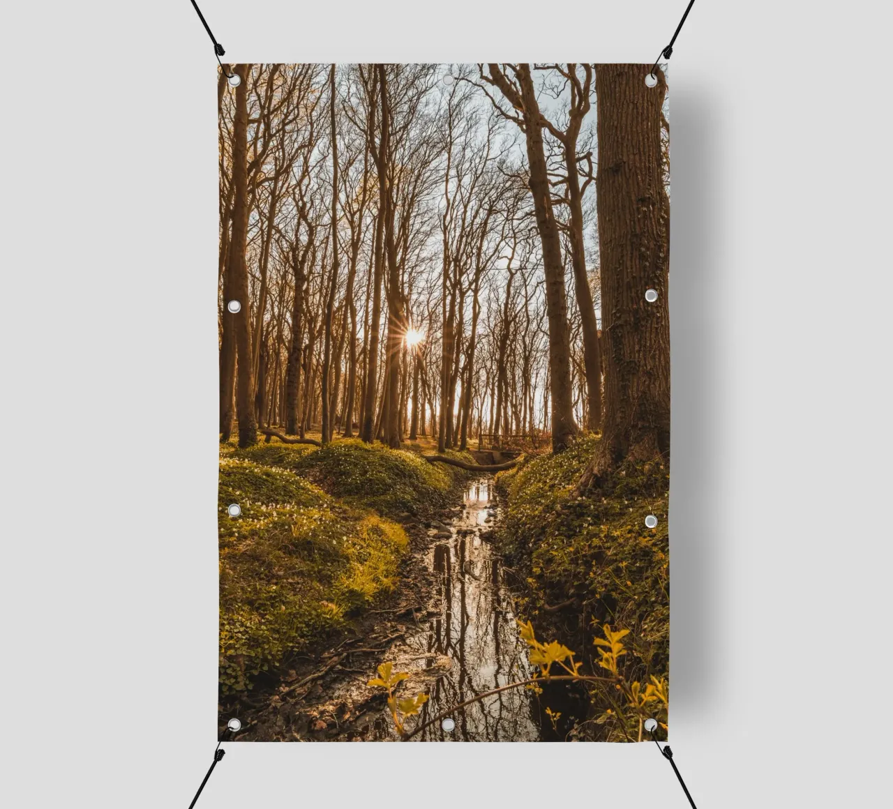 Sunset in the ghostly forest in Nienhagen pvc cover by Marcus Beckert | Fotografie
