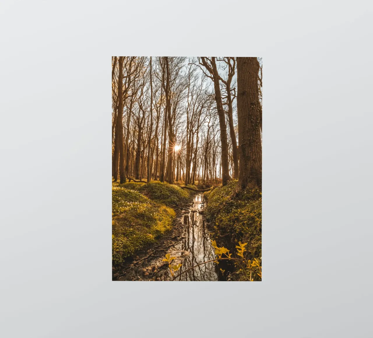 Sunset in the ghostly forest in Nienhagen sticker by Marcus Beckert | Fotografie
