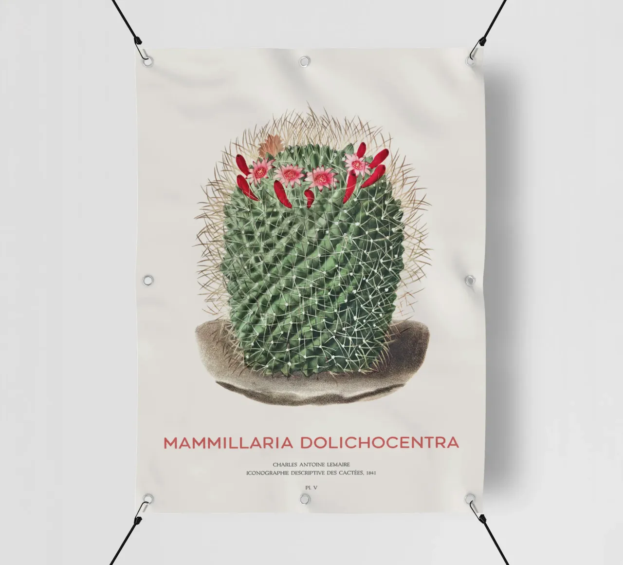 Cactus a puntaspilli o Mammillaria dolichocentra telo in pvc da Vintagrafica
