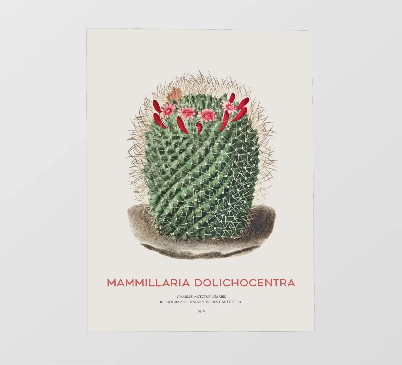 Cactus a puntaspilli o Mammillaria dolichocentra telo in pvc da Vintagrafica