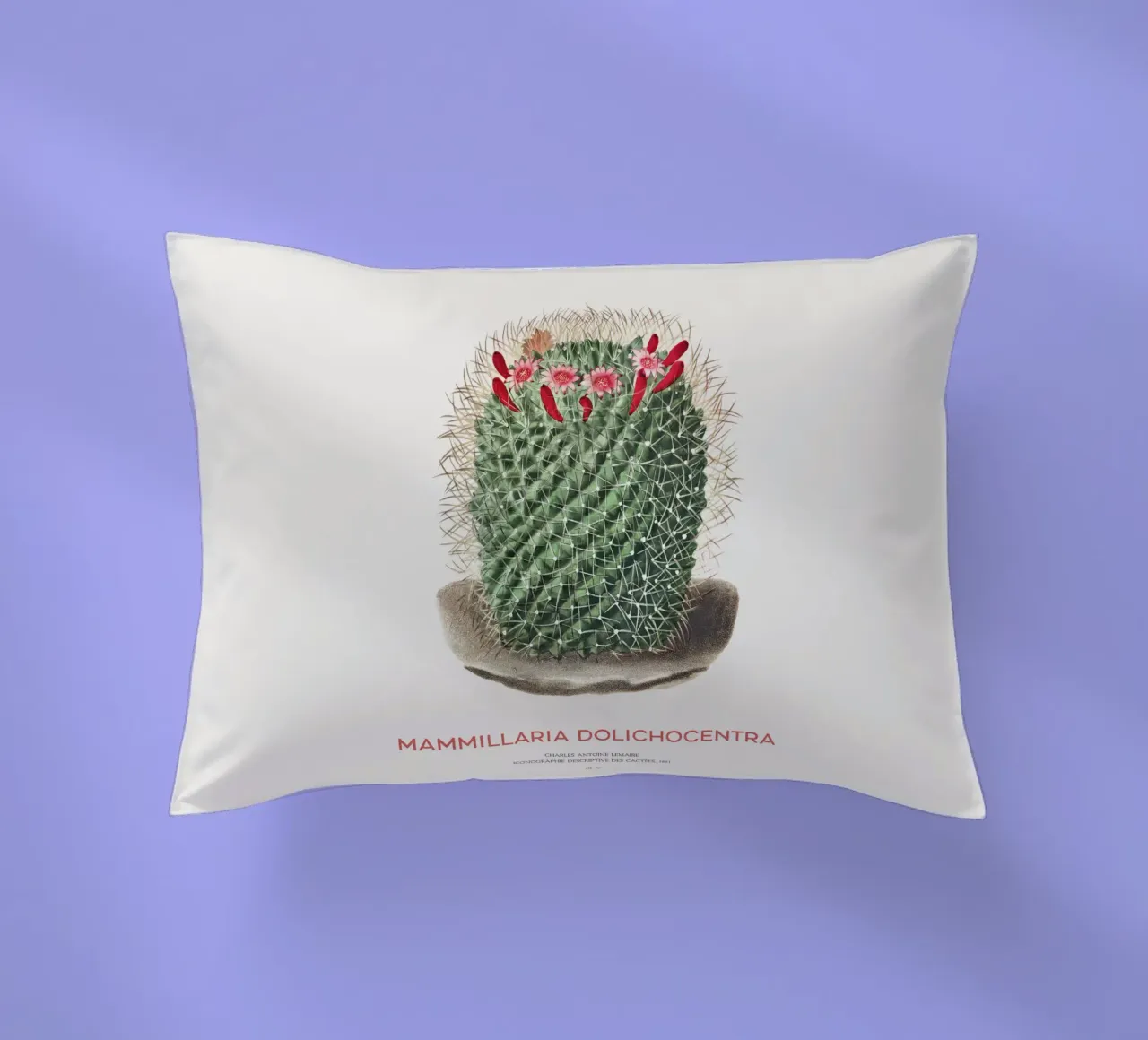 Cactus a puntaspilli o Mammillaria dolichocentra cuscino da Vintagrafica