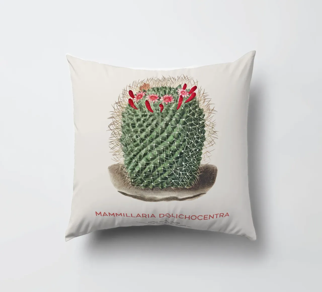 Cactus a puntaspilli o Mammillaria dolichocentra cuscino da Vintagrafica