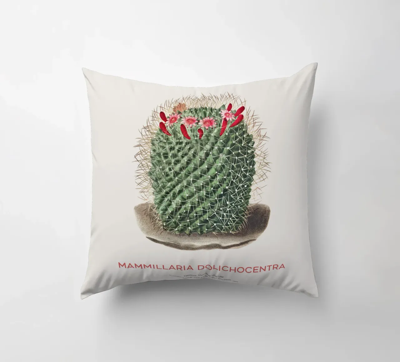 Cactus a puntaspilli o Mammillaria dolichocentra cuscino da Vintagrafica