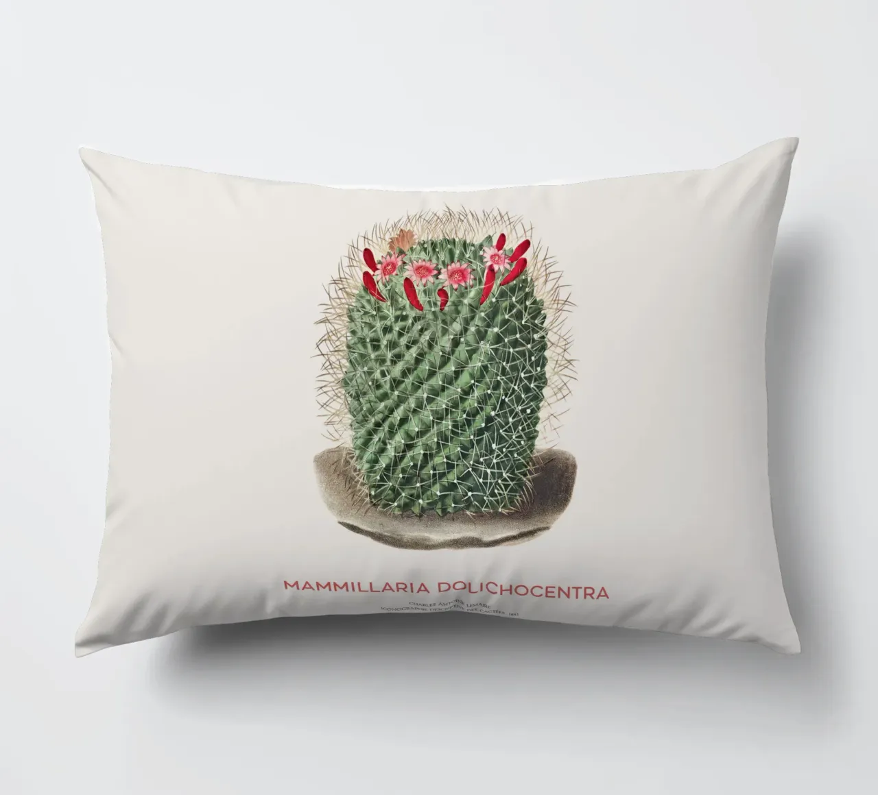 Cactus a puntaspilli o Mammillaria dolichocentra cuscino da Vintagrafica