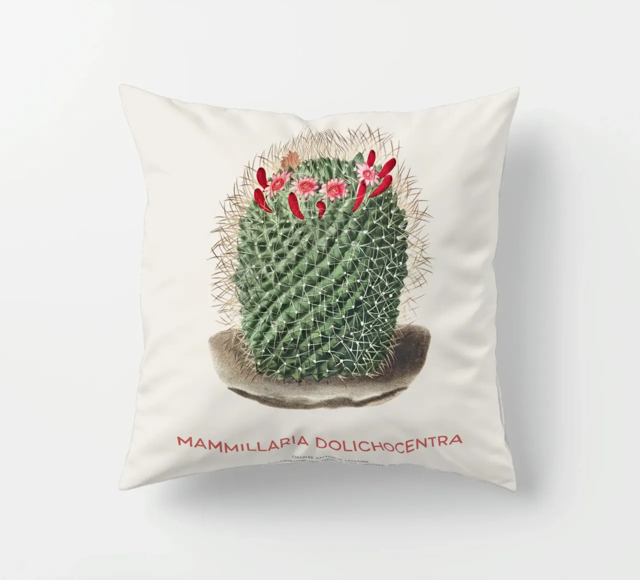Cactus a puntaspilli o Mammillaria dolichocentra cuscino da Vintagrafica