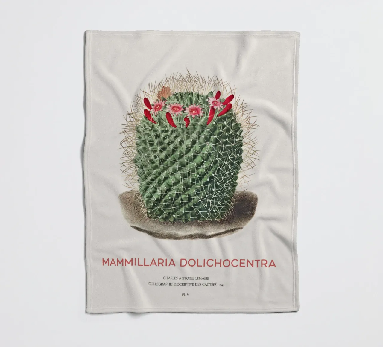 Cactus a puntaspilli o Mammillaria dolichocentra coperta in pile da Vintagrafica